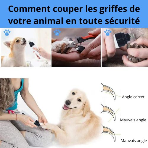 Coupe-griffe-chien-angle