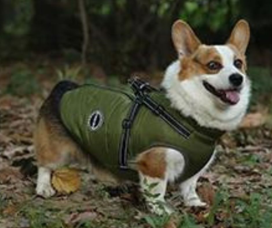 Manteau-pour-chien-vert-M