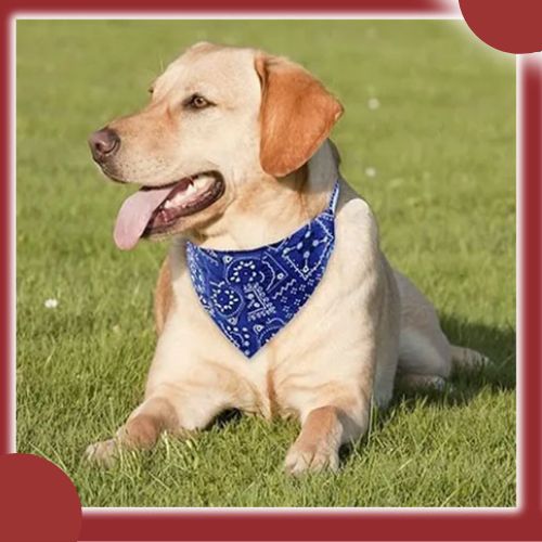 bandana-pour-chien-bleu