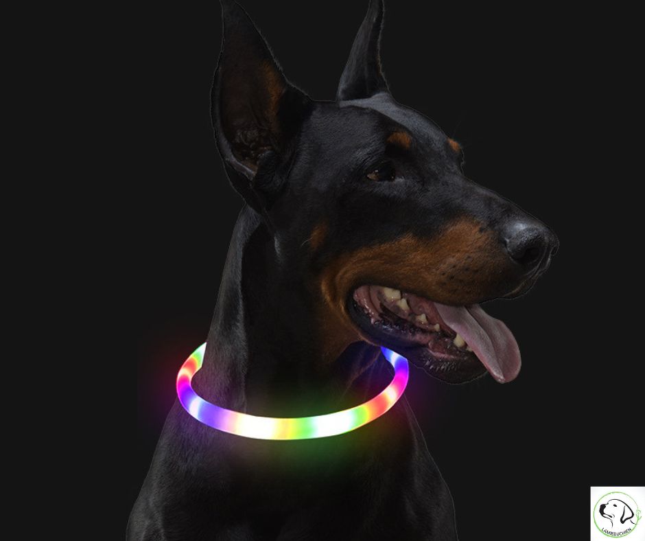 collier-lumineux-chien-multicolore