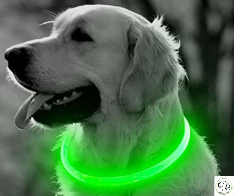 collier-lumineux-chien-vert