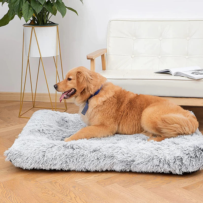 coussin-pour-chien-douleurs