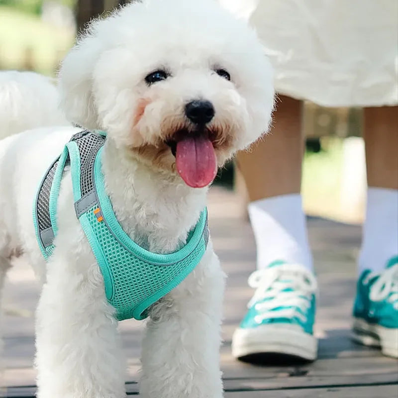 harnais-pour-chien-bleu