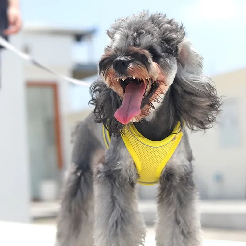 harnais-pour-chien-jaune