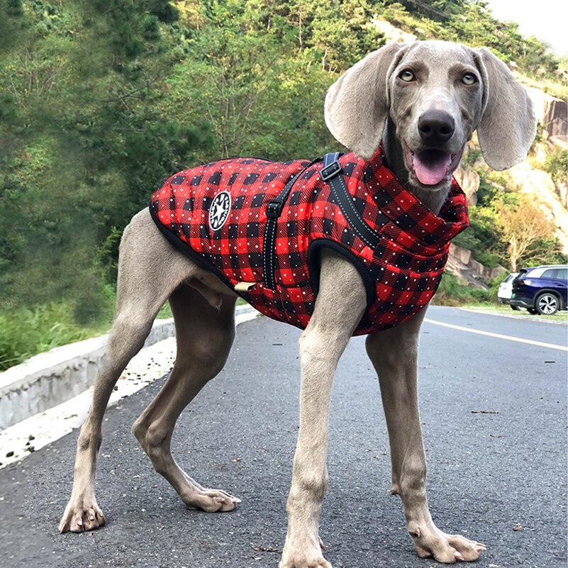 manteau-pour-chien-rouge-Noel