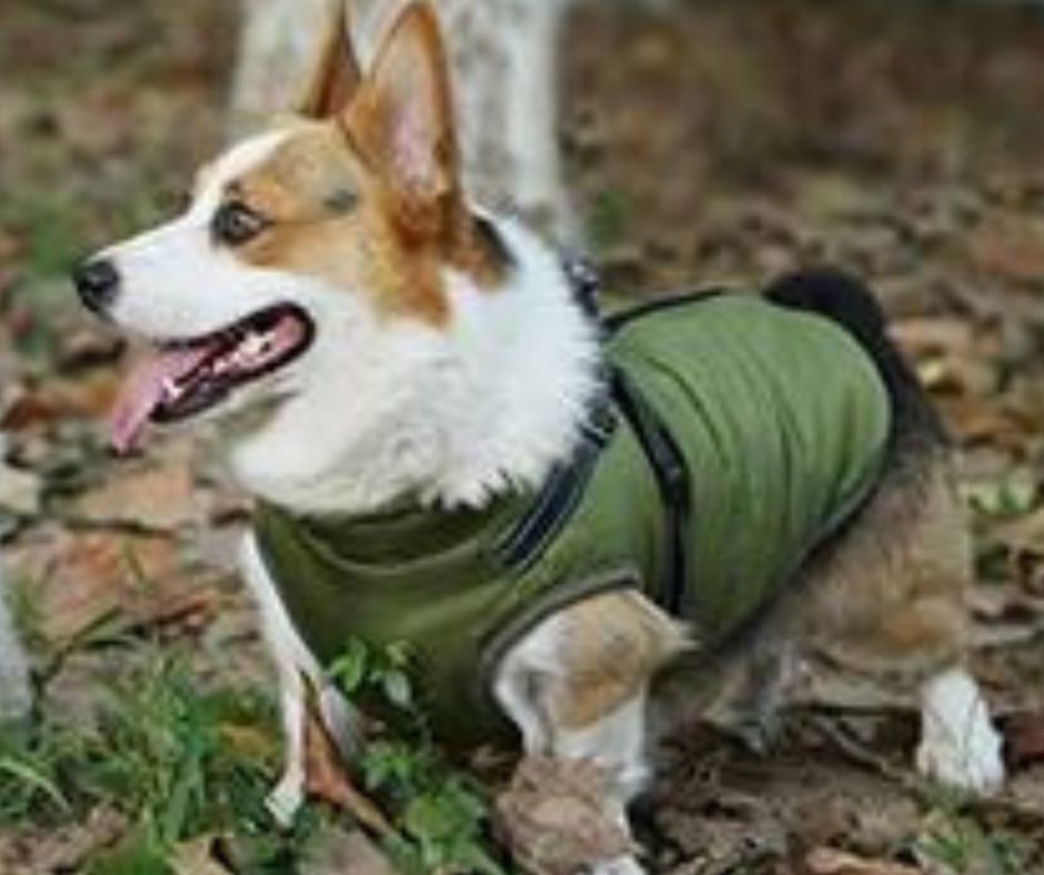 manteau-pour-chien-vert-S